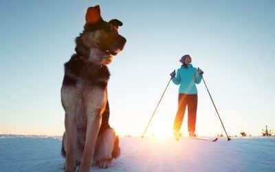 Skiurlaub mit Hund